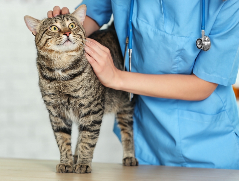 Veterinary Jobs in Chula Vista