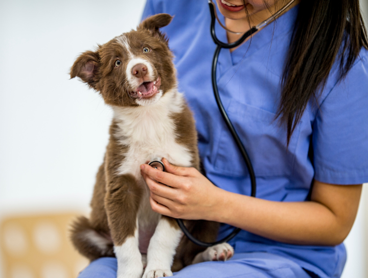 Eastlake Village Veterinary Clinic